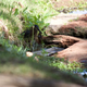Little Green Heron with Large Brown Cray(w)fish(dad). A 55-200mm lens was used here. Birdy here was standing in the shadow, and am still working out this camera. Focus a bit off as well.